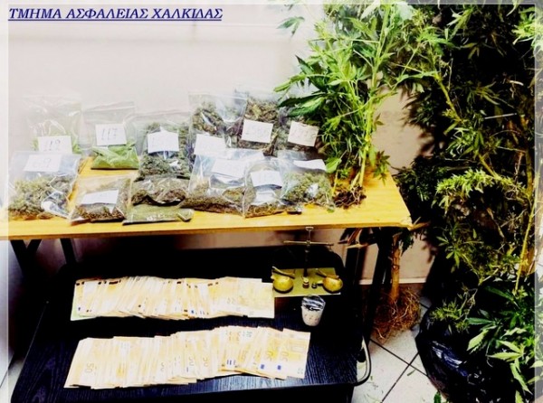 ΧΑΛΚΙΔΑ: Πενταμελής συμμορία καλλιεργούσε και διακινούσε ναρκωτικά