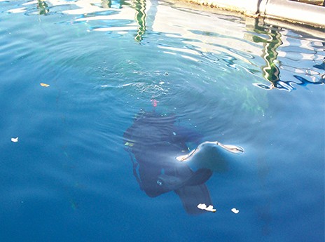 Νεκρός δύτης στις ιχθυοκαλλιέργειες ΝΗΡΕΥΣ