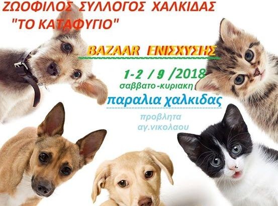 Μαζεύουν ζωοτροφές για τα άστεγα σκυλάκια στο Μάτι Αττικής