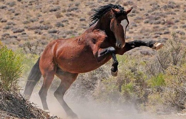 Αλογο χτύπησε άνθρωπο στην Ερέτρια!