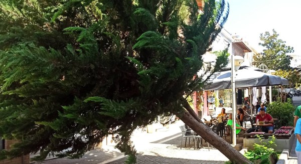 ΑΛΙΒΕΡΙ: Έπεσε δέντρο στον πεζόδρομο