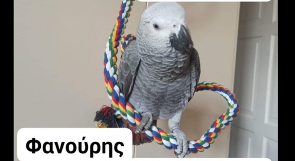 Χάθηκε ο Φανούρης - Αμοιβή 1000 ευρώ για τον παπαγάλο