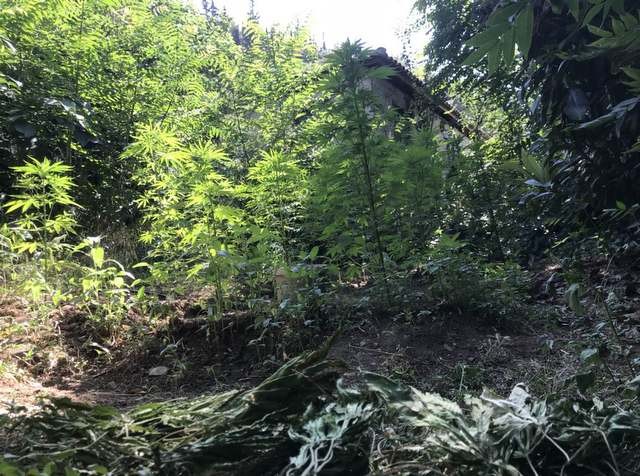 Καλλιεργούσαν 32 χασισόδεντρα στην αυλή του σπιτιού τους (pics)