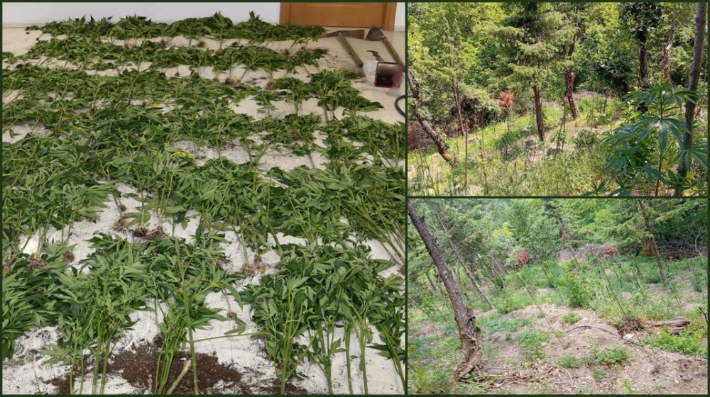 ΣΤΕΡΕΑ ΕΛΛΑΔΑ: Εντοπίστηκε μεγάλη φυτεία κάνναβης σε δύσβατο δασικό σημείο