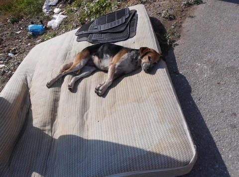 Τουλάχιστον ο σκύλος βρήκε στρώμα να ξαπλώσει