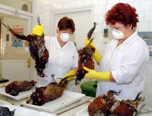 Συναγερμός για την γρίπη των πτηνών στη Στερεά Ελλάδα