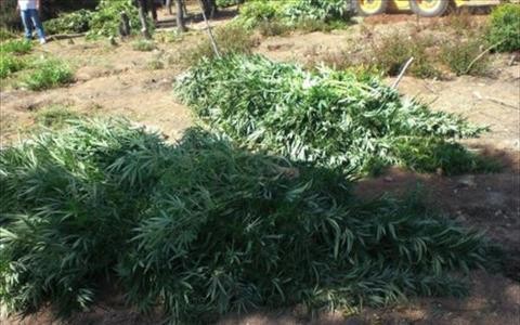 ΙΣΤΙΑΙΑ: Φύτεψαν χασισόδεντρα στο μαντρί