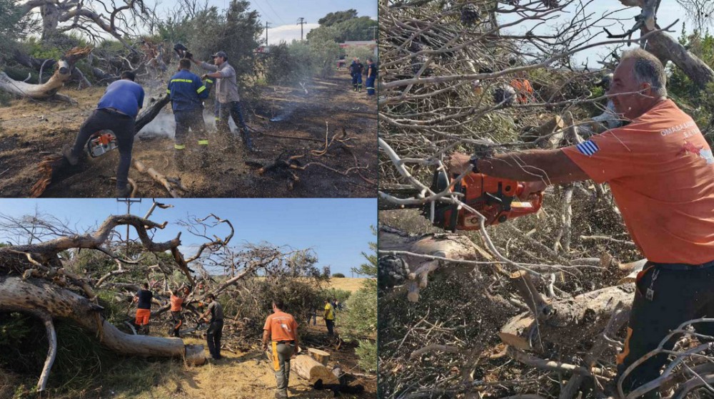 ΣΤΡΟΦΥΛΙΑ ΕΥΒΟΙΑΣ: Νέα πυρκαγιά από πτώση καμένου πεύκου σε δίκτυο μέσης τάσης