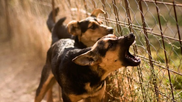 Αγέλη σκύλων κατασπάραξε Γερμανίδα τουρίστρια - Συνελήφθη αντιδήμαρχος, αρμόδιoς για θέματα αδέσποτων ζώων (VIDEO)