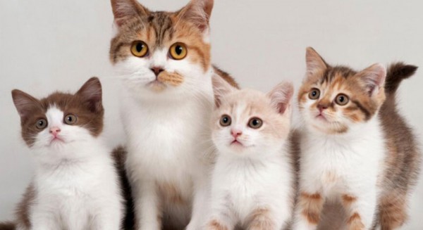 ΡΟΔΟΣ: Τεράστιο πρόστιμο γιατί εγκατέλειψε γατάκια