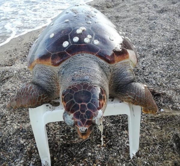 ΛΕΥΚΑΝΤΙ: Βρέθηκε νεκρή θαλάσσια χελώνα
