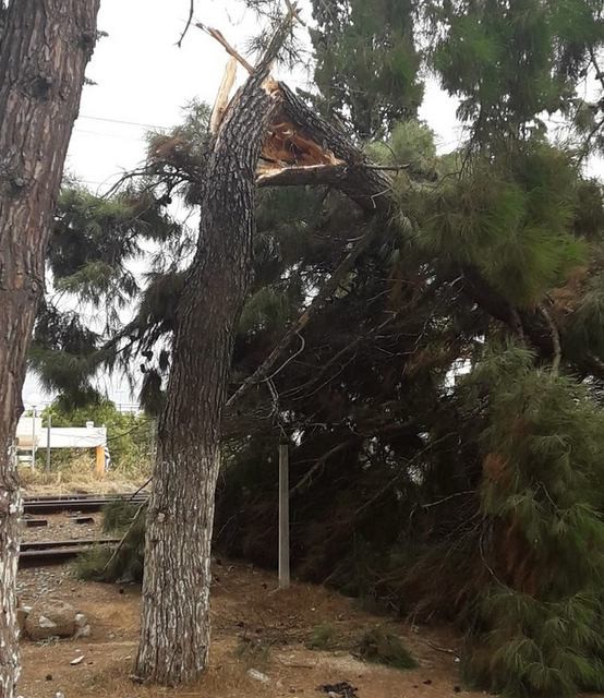 ΒΑΘΥ ΑΥΛΙΔΑΣ: Ο αέρας έσπασε πεύκο απέναντι από το Δημοτικό Σχολείο