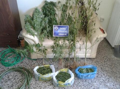 Στα …πράσα έπιασαν 65χρονο καλλιεργητή χασίς