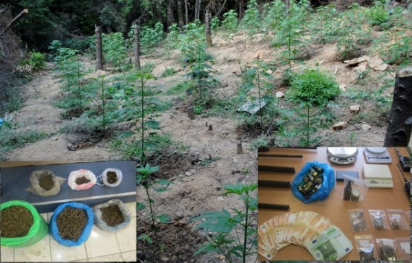 ΣΤΕΡΕΑ ΕΛΛΑΔΑ: Εξαρθρώθηκε σπείρα που καλλιεργούσε χασίς και διακινούσε ναρκωτικά