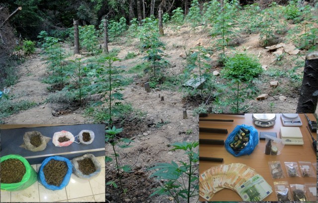 ΣΤΕΡΕΑ ΕΛΛΑΔΑ: Εξαρθρώθηκε σπείρα που καλλιεργούσε χασίς και διακινούσε ναρκωτικά