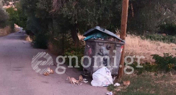ΚΑΤΑΓΓΕΛΙΑ: Βρόμα και δυσωδία στην περιοχή του Πέι Δοκού στη Χαλκίδα