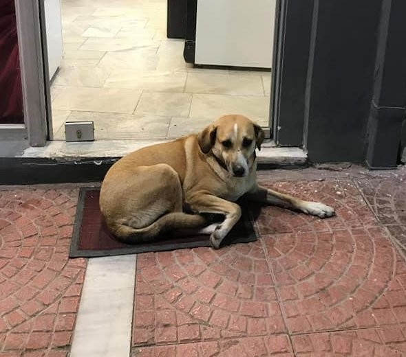 ΣΧΗΜΑΤΑΡΙ: 47χρονος πυροβόλησε τη Λίζα