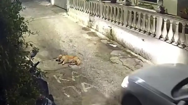 Κέρκυρα: Στον εισαγγελέα ο οδηγός που πάτησε και σκότωσε σκυλάκι που κοιμόταν στον δρόμο (VIDEO)