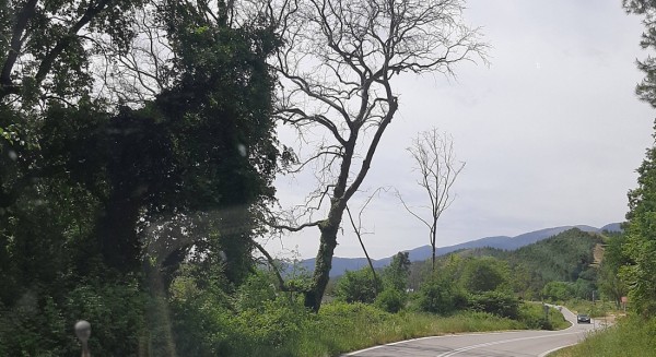 ΒΟΡΕΙΑ ΕΥΒΟΙΑ: Ξερά πλατάνια απειλούν οδηγούς