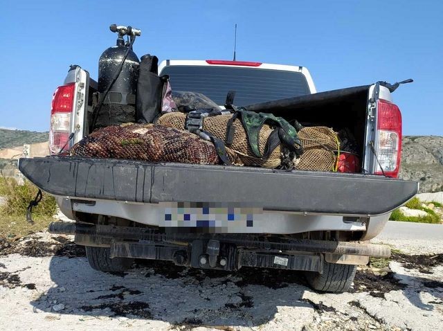 ΛΑΜΨΑΚΟΣ: Εγκατέλειψαν 5000 αγγούρια της θάλασσας μόλις είδαν τους λιμενικούς (φωτό)