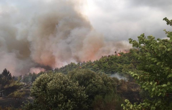 ΚΥΜΗ: Κάηκαν πάνω από 1.000 στρέμματα πευκοδάσους