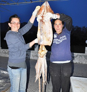 Καλαμάρια-γίγαντες στο Αιγαίο!