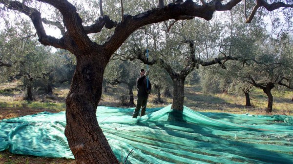Τσάκωσε ζευγάρι να μαζεύει ελιές από τον ελαιώνα του!
