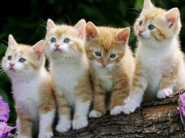 Πρόστιμο 120.000 ευρώ στην 75χρονη που πέταξε στα σκουπίδια τέσσερα νεογέννητα γατάκια