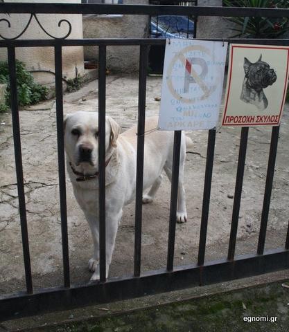Τρώει μόνο ... μαγειρεμένα κόκκαλα