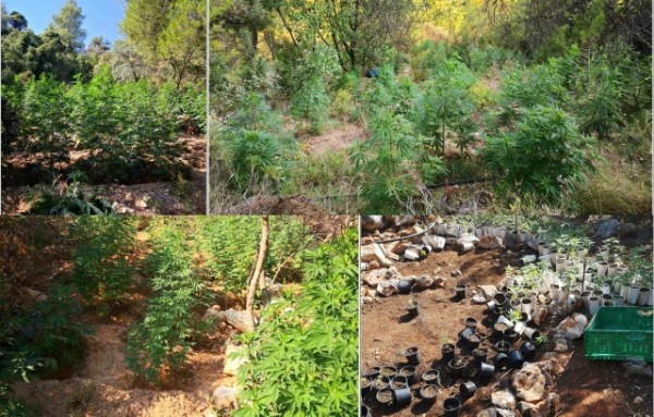 Αυτή είναι η χασισοφυτεία με τα 2225 δενδρύλλια που εντόπισε η Ασφάλεια Χαλκίδας (φωτό)