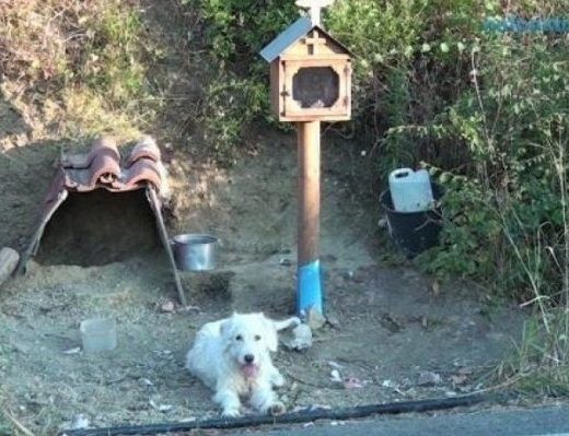 Σκυλάκι ζει δίπλα στο εικόνισμα του αφεντικού του που σκοτώθηκε σε τροχαίο (VIDEO)