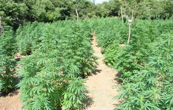 Φυτεία με 700 χασισόδενδρα στη γειτονιά μας (VIDEO)