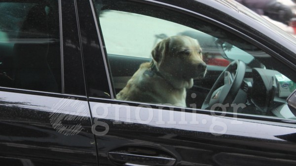 ΧΑΛΚΙΔΑ: Σκύλος κάθισε στο τιμόνι του οδηγού όταν η αφεντικίνα του πήγε να αγοράσει καφέ