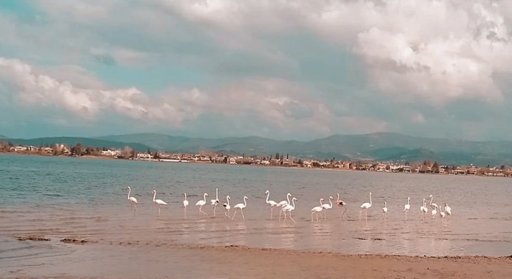 Φλαμίνγκο έκαναν την εμφάνισή τους στην Αυλίδα