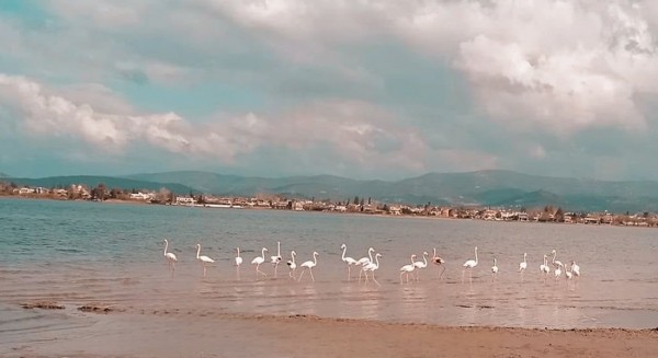 Φλαμίνγκο έκαναν την εμφάνισή τους στην Αυλίδα