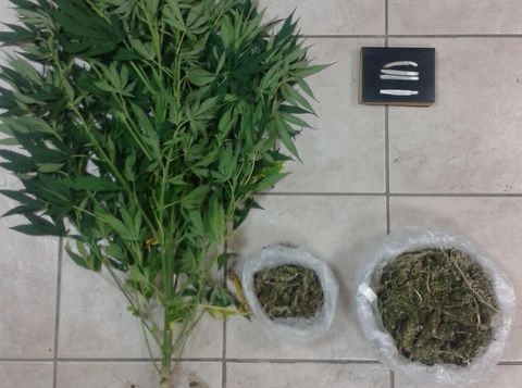 Φύτεψε χασισόδενδρο σε ζαρντινιέρα στην ταράτσα του σπιτιού του