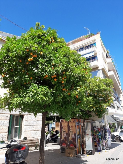 ΧΑΛΚΙΔΑ-ΚΕΝΤΡΟ: Προσοχή, όταν κάθεστε κάτω από νερατζιά