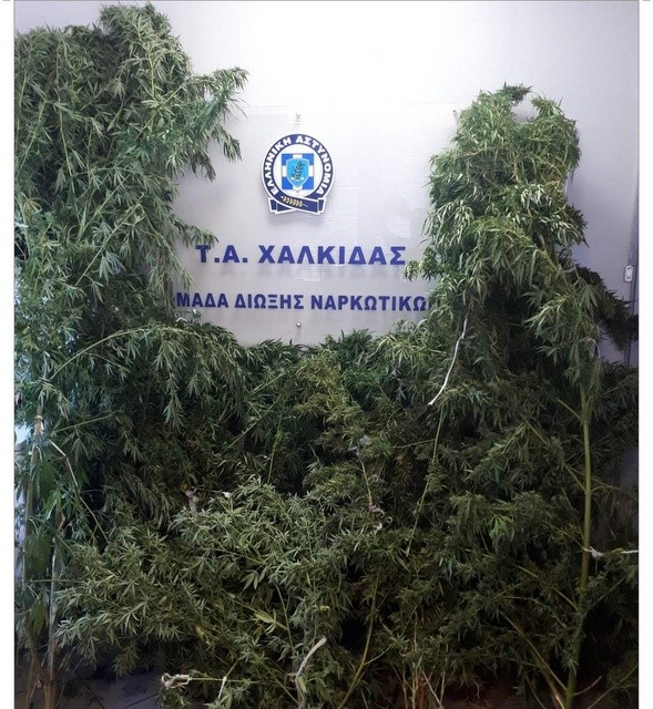 ΧΑΛΚΙΔΑ: Καλλιεργούσε δενδρύλλια κάνναβης σε χωράφι δίπλα στο σπίτι του