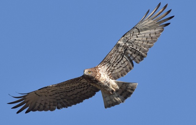 Αναβλήθηκε η εκδήλωση για την Ορνιθοπανίδα στην Ορεινή φύση της Εύβοιας