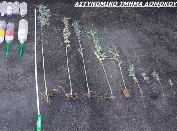 Καλλιεργούσε κάνναβη στη δουλειά του!