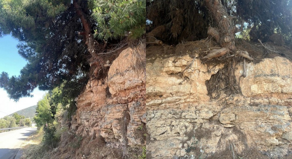 Κίνδυνος από πεύκο που κρέμεται στον ...αέρα στο δρόμο Μουρικίου-Δροσιάς (φωτό)