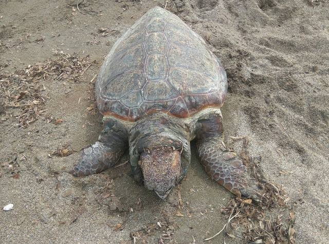 ΚΥΜΗ: Βρέθηκε νεκρή χελώνα καρέτα- καρέτα στην παραλία Μουρτερής