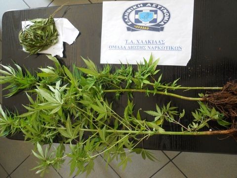 Καλλιεργούσε δενδρύλλια χασίς 52χρονος στη Χαλκίδα