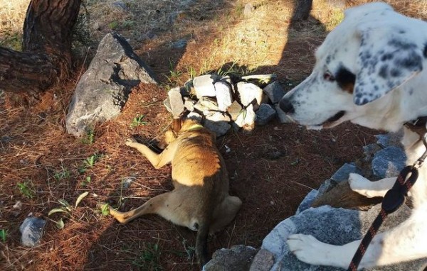ΧΑΛΚΙΔΑ: Νεκρός σκύλος στο κάστρο του Καράμπαμπα