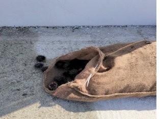 ΧΡΟΝΙΑ ΛΙΜΝΗΣ: Ερασιτέχνης δύτης μάζεψε παράνομα 22 κιλά αχινούς