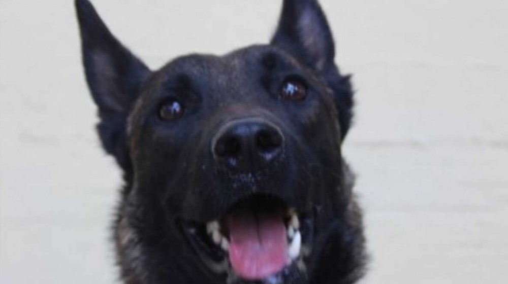 Αυτός είναι ο εκπαιδευμένος σκύλος που εντόπισε τη σορό του Μπάμπη στο Μεσολόγγι