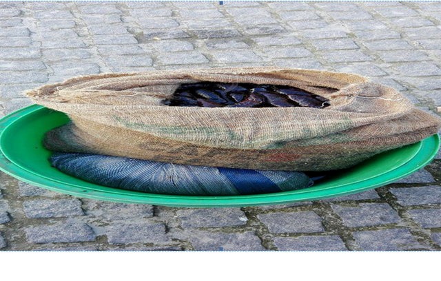 ΔΡΟΣΙΑ: Τρεις ερασιτέχνες ψαράδες ψάρευαν παράνομα ολοθούριο και καλόχτενα