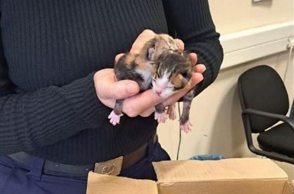 Ηλικιωμένη πέταξε μωρά γατάκια στα σκουπίδια