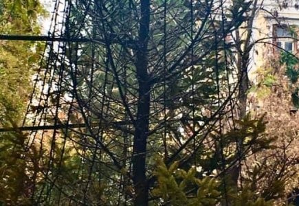 Εβαλαν φωτιά και κατέστρεψαν το χριστουγεννιάτικο δέντρο της πλατείας Εξαρχείων
