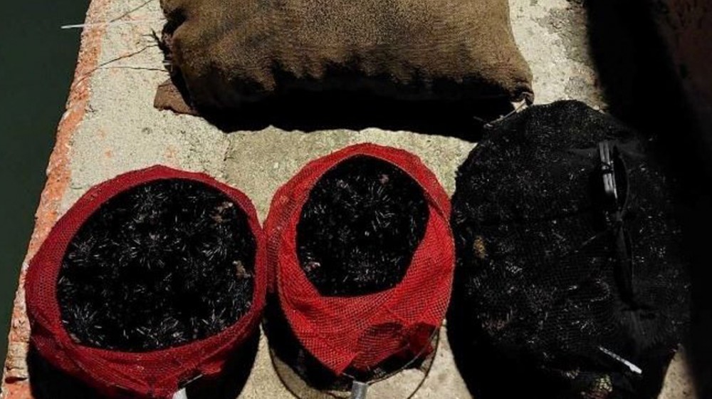 ΛΙΜΕΝΑΡΧΕΙΟ ΧΑΛΚΙΔΑΣ: Κατασχέθηκαν 4.000 ζωντανοί αχινοί - Τους είχαν ψαρέψει δύο ερασιτέχνες με ελεύθερη κατάδυση